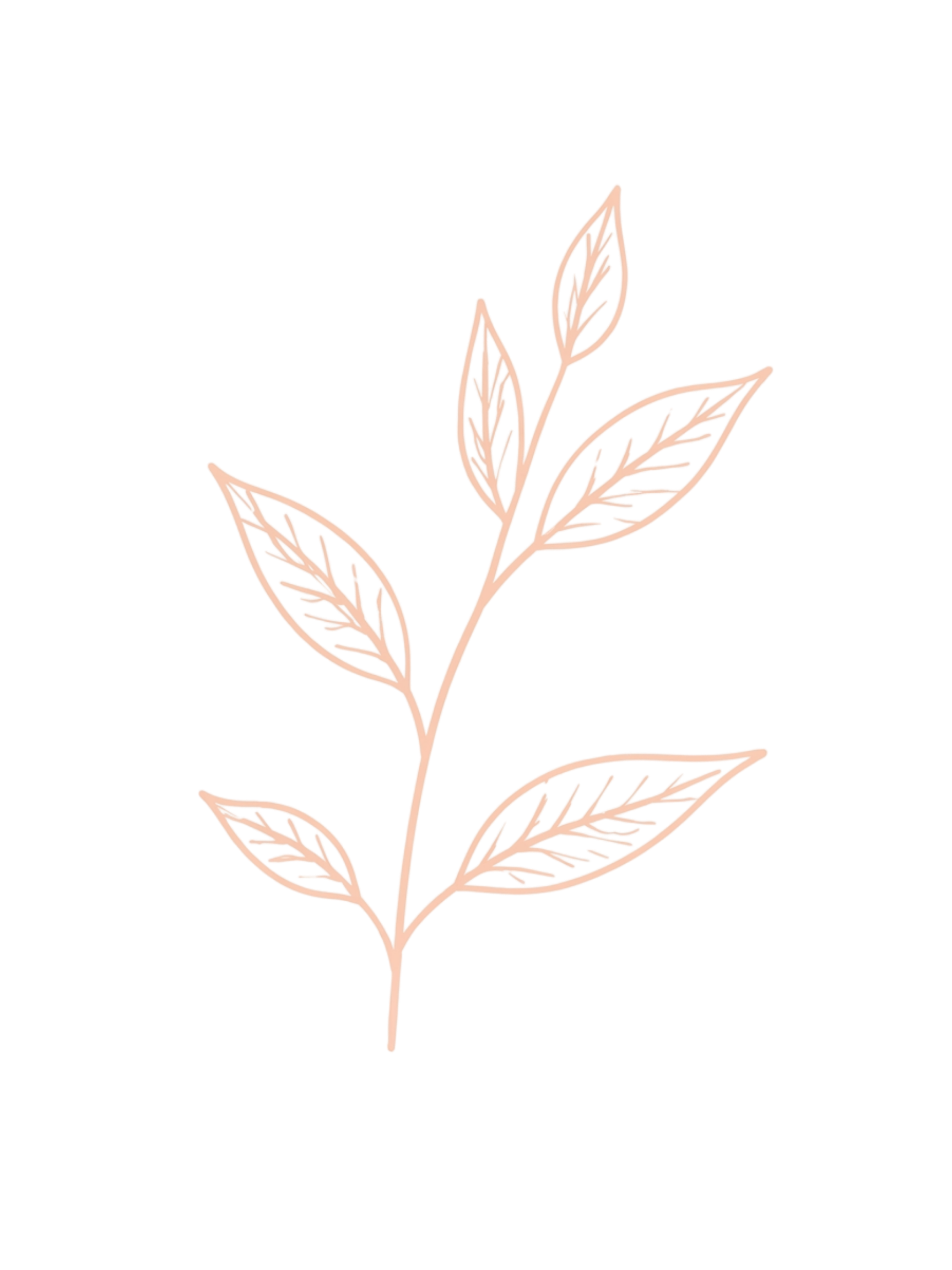 FRESH BLACK TEA