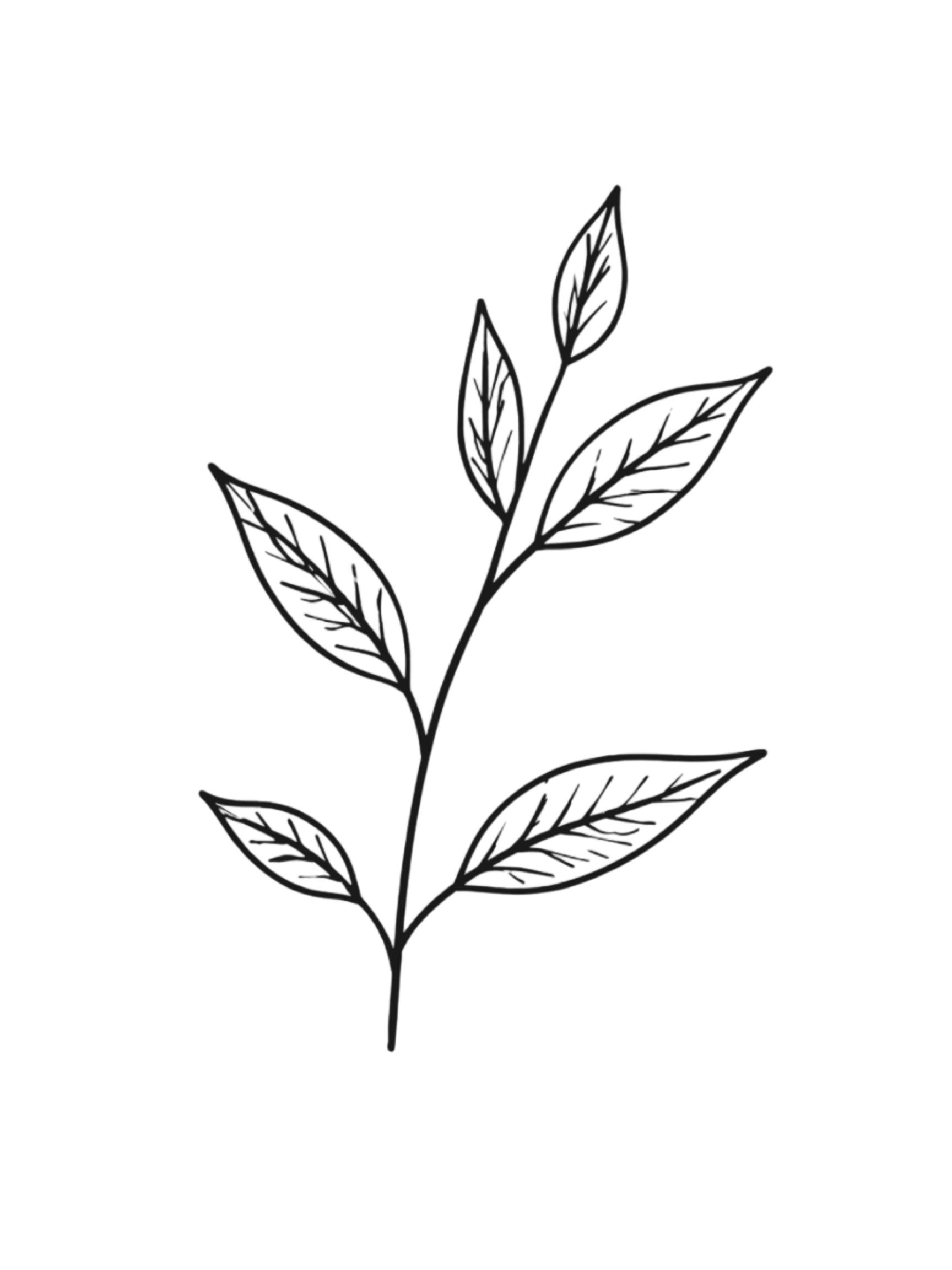 FRESH BLACK TEA